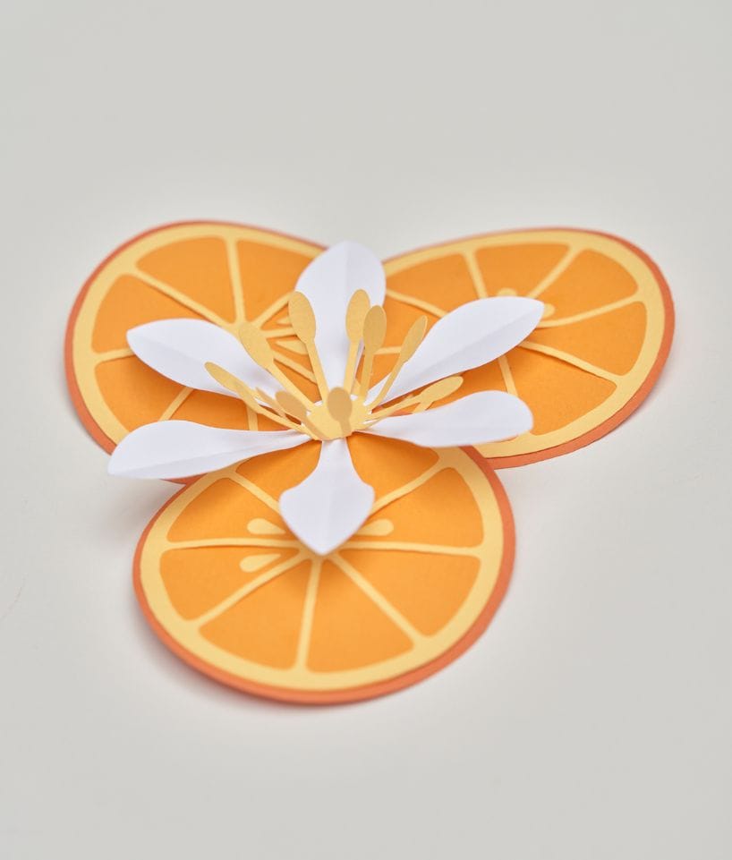 Composición de flores y rodajas de cítricos en papel y cartón creada por Cartoncita