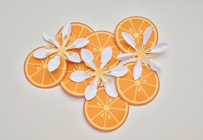 Composición de cítricos y flores en papel, creada por Cartoncita como ejemplo de diseño creativo y sostenible